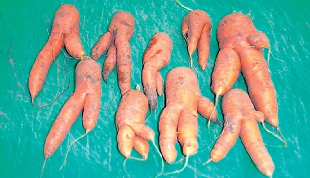 Carrot 'fanging' caused by nematodes